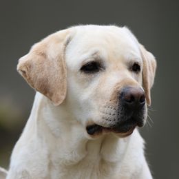 Kiss - Labrador Retriever