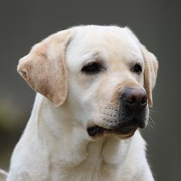Kiss - Labrador Retriever