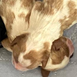 Gina - Blenheim female Cavalier King Charles Spaniel puppy in Toledo, Ohio from Hopewell Cavaliers