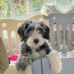 Barbado da Terceira Puppies from New World Barbado da Terceira