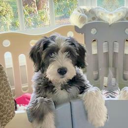 Barbado da Terceira Puppies from New World Barbado da Terceira