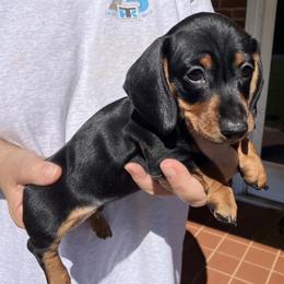 Shooter - Black and tan male Dachshund puppy in Mocksville, North Carolina from The Dachs of Hazzard Dachshunds