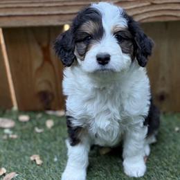 Cloud - Brown merle female Aussiedoodle puppy in Redding, California from House Merrills Minis and Doodles