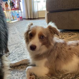 Savannah - Miniature Australian Shepherd
