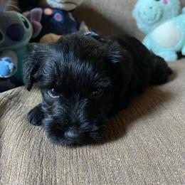 Light Blue Collared Boy - Black male Miniature Schnauzer puppy in San Diego, California from KMS-Miniature Schnauzers