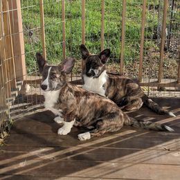 Cardigan Welsh Corgi Puppies from Bendi Cardigans