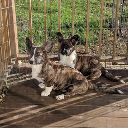 Cardigan Welsh Corgi Puppies from Bendi Cardigans