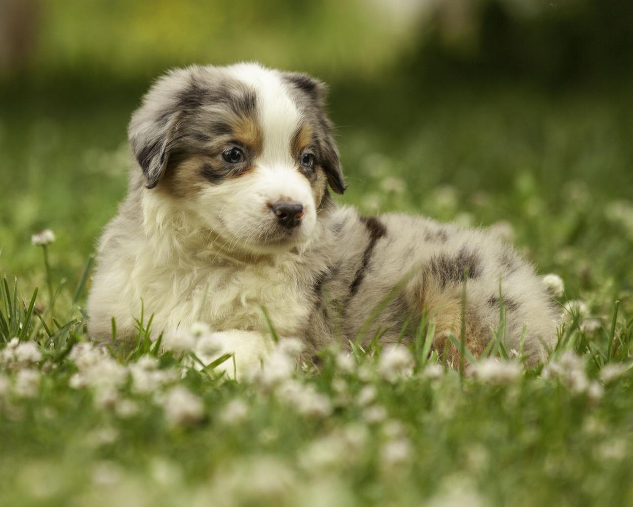 Blue merle MAS puppy lays in a flower field