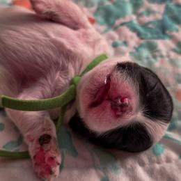 Bean - Green Collar - Black and white male Shichon puppy in Troy, Ohio from Ever After Tails