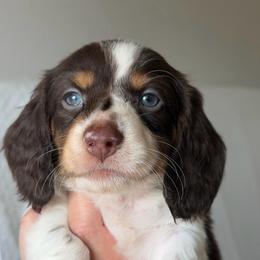Chocolate And Tan Piebald Male - Piebald male Dachshund puppy in Horizon City, Texas from Micah's Minis