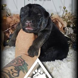 Legion - Black and red male German Shepherd puppy in Sequim, Washington from German Shepherd Haus
