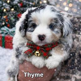 Thyme - Blue merle male Miniature American Shepherd puppy in Riverton, Utah from Iron Spirit Homestead & Aussies