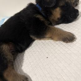 German Shepherd Puppies from Vom Kalte Stadt