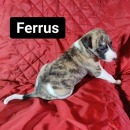 Ferrus - White and red brindle Whippet puppy in Sweet Home, Oregon from Imperialis Kennels