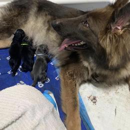 German Shepherd Puppies from Devon Rugerio's German Shepherds