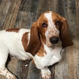 Sansa - Basset Hound