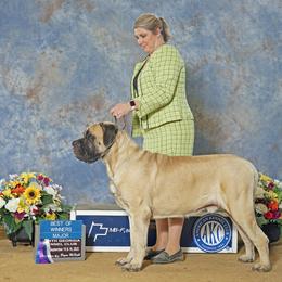 Apollo  - Mastiff