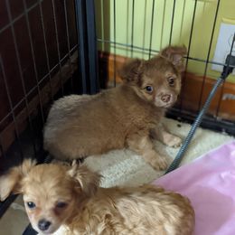Chihuahua and Chinese Crested Puppies from Harris K-9's