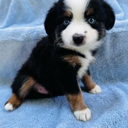 Blue eyed tri - Black tri male Toy Australian Shepherd puppy in Randleman, North Carolina from Deep River Aussies and Dachshunds