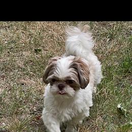Chanel - Shih Tzu
