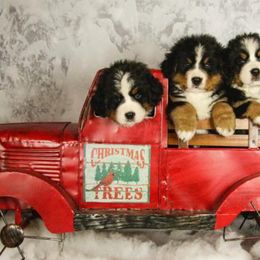 Bernese Mountain Dogs from Swiss Star Farms