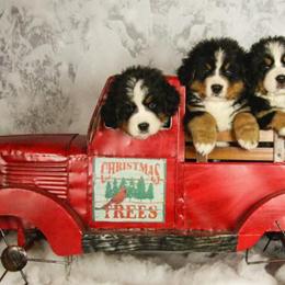Bernese Mountain Dogs from Swiss Star Farms