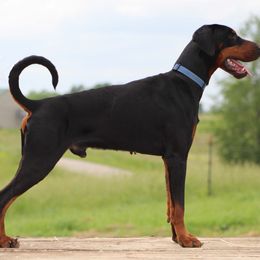 Perseus - Black and rust male Doberman Pinscher puppy in Winchester, Ohio from 32 Farms