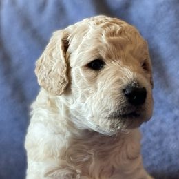 Boy 2 - Goldendoodle puppy in Reno, Nevada from B Doodles