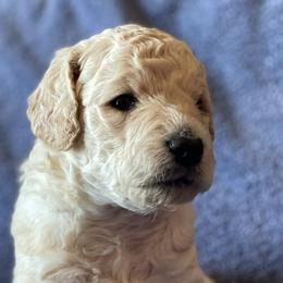 Boy 2 - Goldendoodle puppy in Reno, Nevada from B Doodles