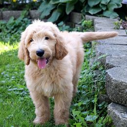 HeartSong Homestead breeder of Goldendoodle