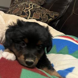 Xanthia - Black tri female Miniature Australian Shepherd puppy in Godley, Texas from Nana and Paws Aussies