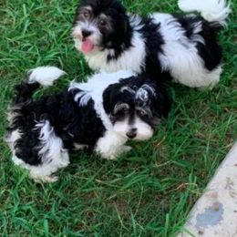 Havanese Puppies from Silky Ness Havanese