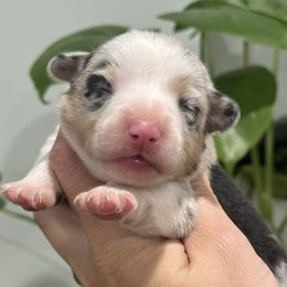 Patch - Black and tan male American Corgi puppy in Tishomingo, Mississippi from Magnolia Trace Corgis