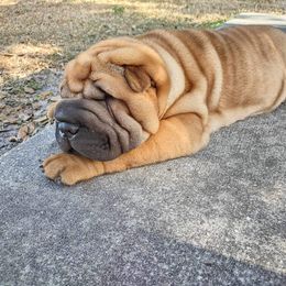 Chinese Shar-Pei Puppies from Sunspire Shar-Pei