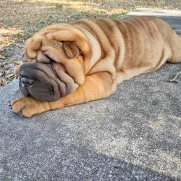 Chinese Shar-Pei Puppies from Sunspire Shar-Pei