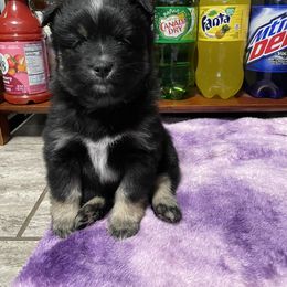 Pomsky Puppies from Michelle's Pomskies
