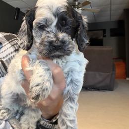 Girl 3 - Black and white female Cockapoo puppy in Joplin, Missouri from Double J Cockapoos