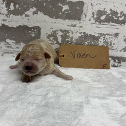 Vixen - Apricot female Goldendoodle puppy in Nortonville, Kentucky from Deb’s KY Doodles