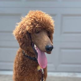 Goldendoodles and Poodles from Knightsbane Standard Poodles