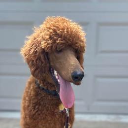 Goldendoodles and Poodles from Knightsbane Standard Poodles