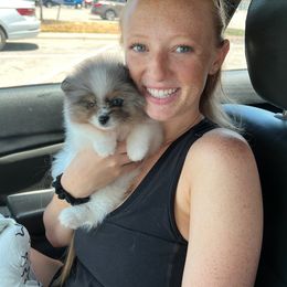 Pomeranian Puppies from Hill Country Poms