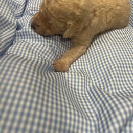 Amor - Apricot male Poodle puppy in Mobile, Alabama from Semmy’s Standard Poodle LLC