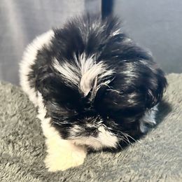 Domino - Black and white male Shih Tzu puppy in Fort Worth, Texas from Gigi’s Superior Shih Tzus