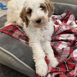 Boy 2 - Parti male Goldendoodle puppy in Sugarcreek, Ohio from True Hearted Doodles