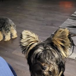 DEXTER - Yorkshire Terrier