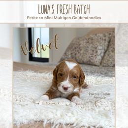 Velvet - Red  female Goldendoodle puppy in Bell Buckle, Tennessee from Precious Puptown Doodles
