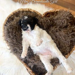 Caramel - Sable female Bernedoodle puppy in Grove, Oklahoma from Guinn Family Farms