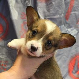 Boy 3 - Sable male Pembroke Welsh Corgi puppy in Middleburg, Florida from Mulkeys Little Corgis