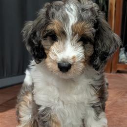 Poppy - Blue merle female Aussiedoodle puppy in New Durham, New Hampshire from Ridgeview Aussiedoodles
