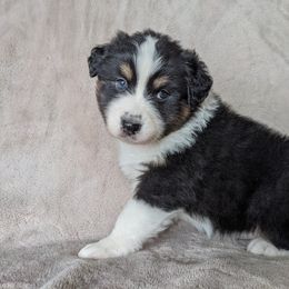 Australian Shepherd Puppies from Wray Aussies